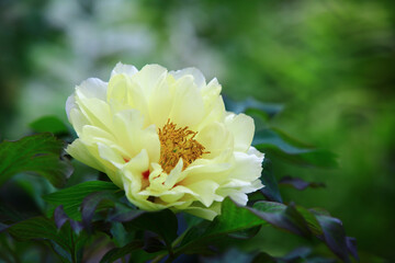 blooming yellow Peony flower,close-up of yellow Peony flower blooming in the garden 
