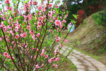 blooming Apricot Blossoms(Almond Blossoms) with pathway,beautiful pink flowers blooming on the branches in the garden 

