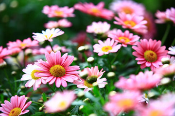 blooming Marguerite(Paris Daisy,White Marguerite) flowers,close-up of beautiful pink and red...