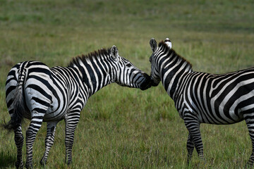 Zebra in the Savanna of Kenya