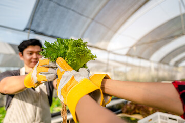 The gardener harvesting lettuce at vegetable growing house in morning.Growing turnips ready for...