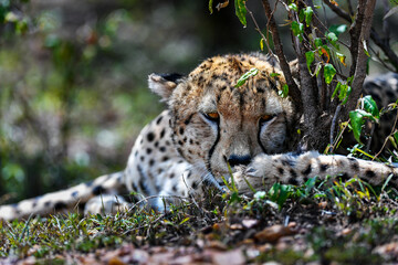 cheetah  in the vast wilderness of Africa © Herbert