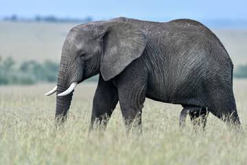 Naklejka na ściany i meble big elephant in the savannah of Africa
