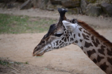 giraffe in zoo