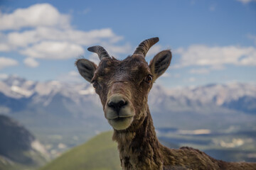Obraz premium Portrait of a bighorn sheep in the wild life as is. Female wild ram in the molting period in mountains