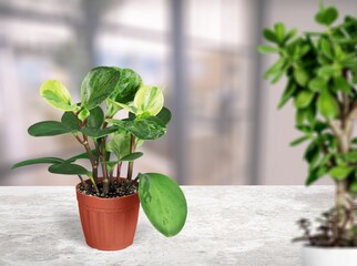 Fresh green house plant on the desk