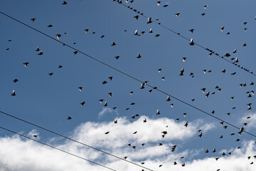 flock of starlings under the blue sky