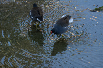 pair of redfish looking for food in the river