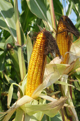 A cob ripens on a young corn stalk