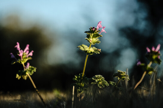 henbit purple flowering weed flower closeup