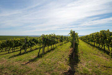 Fototapeta na wymiar vineyards from Banska Cosa to Baranja
