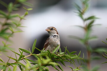 sparrow on a branch