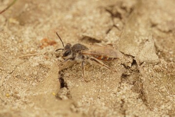 Closeup on a female red-bellied miner solitary bee, Andrena vent