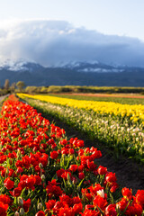 campo de tupipanes /campo de tupipas / tulipas