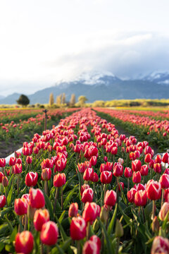 campo de tulipanes / tulipanes en la montaña / paisaje de tulipanes /campo de tulipas
