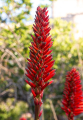 red and nice aloe vera flower