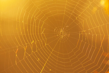 close up of cobweb against orange background