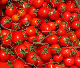 background of many ripe reds just collected tomatoes gained in the summer sun