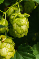 Farming and agriculture concept. Green fresh ripe organic hop cones for making beer and bread, close up. Fresh hops for brewing production. Hop plant growing in garden or farm