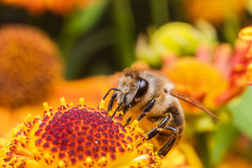 Honey bee covered with yellow pollen drink nectar, pollinating flower. Inspirational natural floral spring or summer blooming garden background. Life of insects. Extreme macro close up selective focus