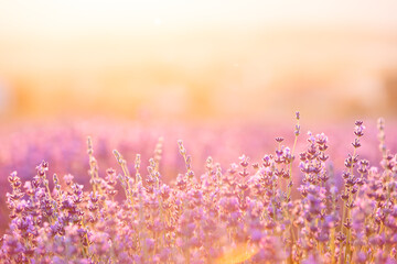 Lavender bushes closeup on sunset. Sunset gleam over purple flowers of lavender. Provence region of France.