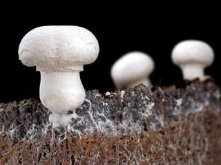 white mushroom, agaricus bisporus or champignon, with mycelium in soil, side view of soil interspersed with mycelium on black background
