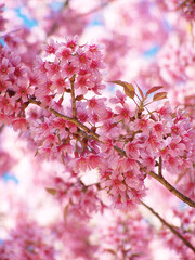 Pink cherry blossoms flower tree