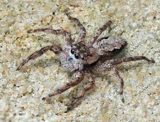 A Focus Stacked Close-up Image of a Tan Jumping Spider