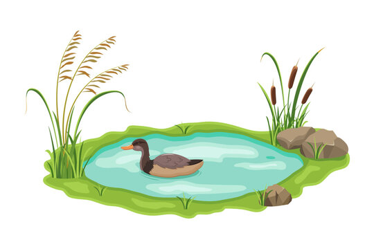 Pond with floating duck. Thickets of lake reeds and sedges near the water.