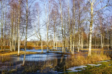 Tuinposter European wild nature landscape in early spring, birch tree grove, ice covered melting water © Zigmunds