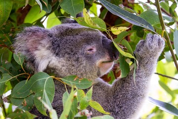 Feeding Koala bear in tree