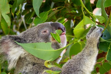 Feeding Koala bear