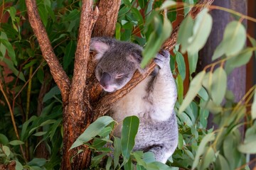 Koala bear perched in tree