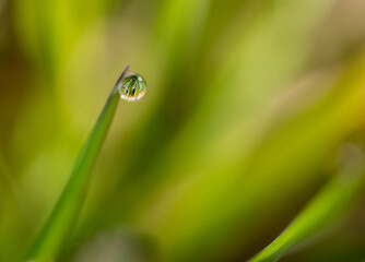 Gota de agua en la punta de una brizna de hierba del campo