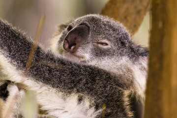 Koala in tree branch