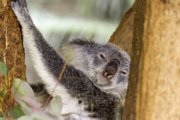 Koala in tree with copy space