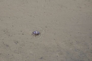 Light blue soldier crab on beach