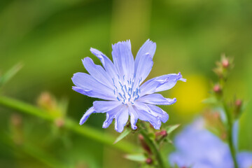 Fototapeta premium Common Chicory or Cichorium intybus flower blossoms on blured background