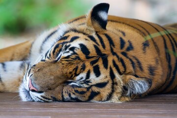 Portrait of sleeping Siberian tiger