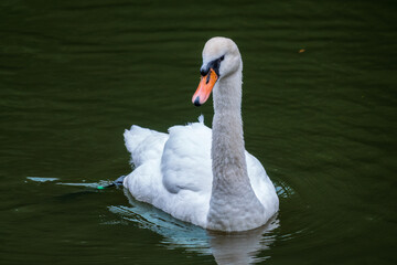 A graceful white swan swimming on a lake with dark water. The white swan is reflected in the water