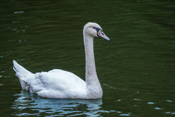 A graceful white swan swimming on a lake with dark water. The white swan is reflected in the water