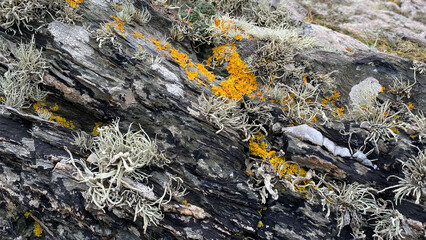 Cose up of moss and lichen growing on rock