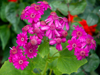 Funchal un die Insel Madeira