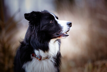 Fototapeta premium portrait of a black and white border collie, breeding dog looking into the distance outside on a meadow near the forest, a beautiful massive show dog, a sociable and smart breed of dog 
