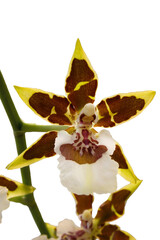 Close-up of an Oncidium Jungle Monarch orchid flower isolated