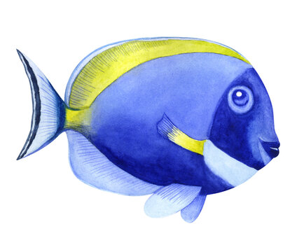 Watercolor drawing of a blue tropical fish . Done manually.