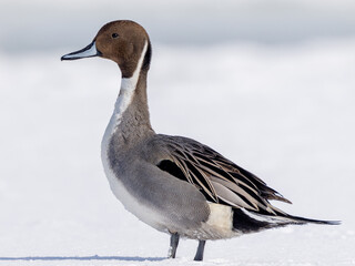 a Northern Pintail in winter taking a break on the ice floe of the St. Lawrence River.
