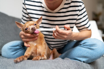 Small dog sticking tongue out while owner feeding medicine with a dispenser.