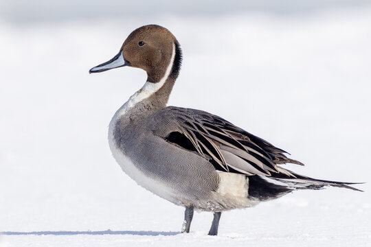 a Northern Pintail in winter taking a break on the ice floe of the St. Lawrence River.