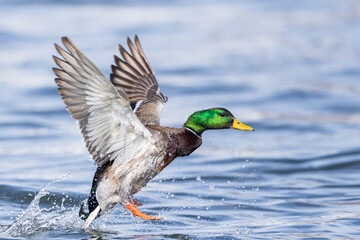a male Mallard in winter landing on the St. Lawrence River 